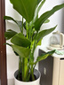 植男植女天堂鳥客廳辦公室內(nèi)好養(yǎng)落地大盆栽真綠植物吸甲醛凈空氣源頭直發(fā) 曬單實拍圖