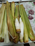 【現(xiàn)采現(xiàn)發(fā)】新鮮茭白上海青浦練塘特產(chǎn)帶殼茭白高筍時(shí)令蔬菜 現(xiàn)采帶殼茭白2斤 曬單實(shí)拍圖