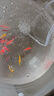 派樂特 魚缸小型增氧機(jī)USB微型增氧泵打充氧機(jī)車載戶外釣魚沖氧氣泵1w 曬單實(shí)拍圖