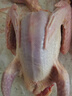 頤鄉(xiāng)情農(nóng)家新鮮現(xiàn)殺鴿子肉鴿子 生鮮鴿子乳鴿老鴿子 煲湯孕婦滋補(bǔ)鴿子湯 散養(yǎng)乳鴿3只(凈重7兩1只)+料包參 曬單實(shí)拍圖