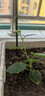 奔新農(nóng)爬藤架葡萄黃瓜豆角架種菜花支架庭院園藝花卉植物支撐桿西紅柿架 粗8mm長(zhǎng)75cm10支 曬單實(shí)拍圖