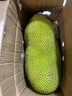 京鮮生海南老樹菠蘿蜜 20-25斤裝 凈重20斤+  生鮮水果 源頭直發(fā) 曬單實拍圖
