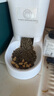 LEGENDSANDY藍氏全價貓糧成貓幼貓生骨肉凍干糧 盒裝 獵鳥乳鴿4.5kg 曬單實拍圖