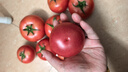 京鮮生沙瓤粉西紅柿 凈重3斤 單果100g+果菜兩吃 源頭直發(fā) 【搜生鮮館】 曬單實拍圖