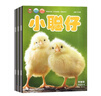 2025年小聰仔科普版4-6月第二季度雜志期刊打包發(fā)出共3期 2~8歲幼兒興趣智力培養(yǎng)兒童科普期刊 曬單實拍圖
