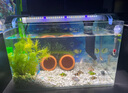 吉印刀鋒s魚缸燈led燈潛水全光譜魚缸專用燈旗艦店照明燈增艷防水草燈 116cm雙支架丨適合116-125cm魚缸 曬單實(shí)拍圖