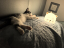 夕風(fēng)七夕情人節(jié)禮物送女友小夜燈臥室睡眠燈床頭燈生日禮物女生拍拍燈 曬單實拍圖