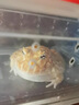 星舵角蛙飼料蛙糧小青蛙糧營(yíng)養(yǎng)樹蛙食物丑娃兩棲爬寵活糧小龜蛙糧食 【泡水即食】角蛙飼料 曬單實(shí)拍圖
