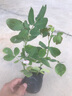 耐寒薔薇花苗爬藤四季開花室內(nèi)盆栽室外藤本月季玫瑰花卉易活植物 果凍 灌木 精品花苗 不含盆 曬單實拍圖