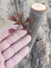 京厽高品質(zhì)香椿樹(shù)苖正宗矮化食用紅油香椿苗帶芽發(fā)貨南方不不支持退貨 正宗紅油香椿5年苗共發(fā)兩顆包成活到采摘 81cm(含)-110cm(含) 曬單實(shí)拍圖