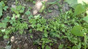 冰島虞美人花種籽子冬季耐寒春夏開(kāi)花易種植花種室外冰島虞美人 虞美人種子【混色】50克 曬單實(shí)拍圖