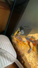 沐魚(yú)小球藻魚(yú)食藻片胡子大帆鼠魚(yú)迷宮異形魚(yú)飼料底棲蝦糧熊貓魚(yú)苗開(kāi)口 硬版100片（送軟版10片） 曬單實(shí)拍圖