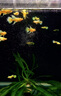 滿鱗黃金孔雀魚黃金絲帶孔雀魚進(jìn)口高端風(fēng)水魚活體觀賞魚耐養(yǎng)好養(yǎng) 精品滿鱗黃金孔雀成魚)公母1對 曬單實(shí)拍圖