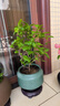 虹越（HONGYUE）三角梅盆栽苗花苗 盆景爬藤造景觀(guān)賞彩色花卉植物 蘇瓦娜 170#（帶盆栽好） 曬單實(shí)拍圖