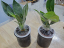 特價(jià)大葉金鉆綠公主盆栽植物除甲醛綠植辦公室四季常青室內(nèi)擺放花 【拍一發(fā)二】金鉆+灰繁星吸水盆 含盆高度15-20厘米 曬單實(shí)拍圖