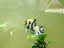 魚(yú)躍660血糖測試儀醫用級血糖孕婦家用脫氫酶精準度高 儀器+100套裝 曬單實(shí)拍圖