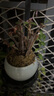 開時果 金枝玉葉盆栽多肉植物盆景 辦公室內(nèi)桌面花卉小綠植源頭直發(fā)包郵 【叢生款】哥窯淺藍盆+苔蘚+底托 曬單實拍圖