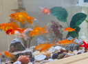 魚缸造景石頭水族箱龜缸多肉底砂雨花石熱敷鵝卵石子 鵝卵石(1-3)厘米一斤 曬單實(shí)拍圖