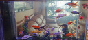 蝴蝶鯉冷水觀賞魚(yú)招財(cái)短身球體金魚(yú)魚(yú)苗好養(yǎng)錦鯉大鰭大尾 順豐15-17cm黑黃白紅 各1條貴妃 曬單實(shí)拍圖
