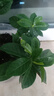 梔子花盆栽四季開花帶花苞室內(nèi)綠蘿水培花卉綠植物茉莉花九里香 20-30cm【1株】好多月開花 濃香型梔子花【帶花苞】10天開花 曬單實(shí)拍圖