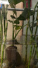 春羽綠植盆栽 室內(nèi)客廳花卉水養(yǎng)水培好養(yǎng)辦公室綠蘿春雨水培植物 水培春雨一顆（40-50厘米高） 曬單實拍圖