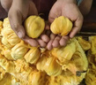 海南特產(chǎn)榴蓮蜜新鮮當(dāng)季水果果肉整個非濕包菠蘿蜜包郵熱帶軟糯 2-3斤 曬單實拍圖