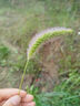 扎染蠟染棉麻桌布烏鎮(zhèn)藍(lán)印花布蠟染雙面桌布民族風(fēng)棉茶幾布農(nóng)家樂 蝴蝶牡丹90*140 曬單實(shí)拍圖