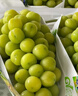 菲農(nóng)【禮盒裝】陽(yáng)光玫瑰特級(jí)晴王新鮮當(dāng)季水果青提子無(wú)籽葡萄整箱順豐 5斤 10-15g【巨無(wú)霸】【禮盒裝】順豐 曬單實(shí)拍圖
