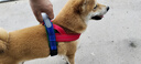 KimPets狗狗牽引繩胸背帶柯基柴犬遛狗繩中小型犬可調(diào)節(jié)背心式狗背帶M 曬單實(shí)拍圖