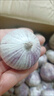 2025大蒜新鮮獨頭蒜干蒜精品紫皮大蒜糖醋臘八蒜蔬菜當季批發(fā) 【人工精選】大果3.0～3.5cm 3斤【帶箱】 曬單實拍圖