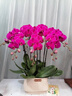 仙植緣【2小時達】蝴蝶蘭盆栽蘭花帶花苞雙花劍真年宵花卉開業(yè)喬遷送禮 8支|大辣椒蝴蝶蘭|紅盆 可提前拍照 送貨上門 曬單實拍圖