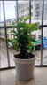 橫縣重瓣茉莉花苗白茉莉盆栽盆景四季綠植花卉老樁樹(shù)樁根植物室內 2年款苗2棵+送肥料特惠 不含盆 曬單實(shí)拍圖