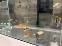 尼特利（NETLEA）壁掛過濾器魚缸2號外置過濾器小型外掛式過濾器 2號壁掛草缸版 曬單實(shí)拍圖
