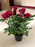 鉆石玫瑰花迷你月季花苗四季開(kāi)花盆栽老樁花好養陽(yáng)臺室內客廳花卉 鉆石玫瑰 紅色 原盆栽好 曬單實(shí)拍圖