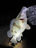 達摩浮漂輕口鯽魚漂高靈敏咬鉤變色鯉魚綜合日夜兩用電子夜光漂 DL-11鯉綜變色 倒數(shù)第五目玫紅 1號 曬單實拍圖