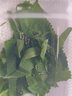 蠶菇?jīng)霎?dāng)天發(fā)貨蠶寶寶學(xué)生科學(xué)養(yǎng)蠶套裝春蠶活體蠶卵蠶籽活物桑葉飼養(yǎng)盒 二齡蠶50條+透氣飼養(yǎng)盒+桑葉 曬單實(shí)拍圖