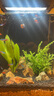 瘋狂水草（FKSC）真水草魚(yú)缸造景套餐凈化水質(zhì)懶人魚(yú)缸水草植物直接入缸蜈蚣草 【火山石】迷你小九冠+鹿角茸 曬單實(shí)拍圖