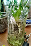大葉春羽水培綠植花大葉龍鱗正品養(yǎng)不死的花卉綠植四季常青花卉活 大葉春羽含根總高40-50厘米2顆 不含瓶 曬單實拍圖
