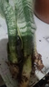金邊虎皮蘭新房辦公室多肉植物花卉白玉虎皮蘭長腳虎皮蘭綠植盆栽 3棵金邊虎皮蘭+1個加侖盆送底托 曬單實拍圖