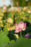 卡色（Kase）85mm F1.4 定焦鏡頭 大光圈 全畫幅 自動(dòng)對(duì)焦 人像 街拍 風(fēng)光 尼康索尼微單相機(jī)鏡頭 索尼E卡口（贈(zèng)減光&黑柔二合一魔法鏡） 官方標(biāo)配 曬單實(shí)拍圖