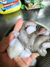 冰凌橙夏 八爪魚(yú)鮮活冷凍去牙去內臟小八爪魚(yú)長(cháng)腿國產(chǎn)章魚(yú)海鮮水產(chǎn)生鮮 三去八爪魚(yú) 3斤(凈重)  無(wú)冰衣 大規格10頭/斤 曬單實(shí)拍圖