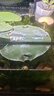 黃金螺活體寵物飼料除藻魚(yú)觀(guān)賞螺清潔魚(yú)缸吃魚(yú)糞便淡水專(zhuān)用工具螺 黃金螺0.5-1cm10個(gè)/送5個(gè)備損 曬單實(shí)拍圖