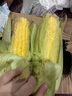 【精品甜玉米】新鮮水果玉米現(xiàn)摘嫩玉米黃金水果玉米整箱 1.8-2斤帶箱 2-3根 300g起/根 曬單實拍圖