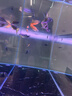 江彩缸內(nèi)無管件卓底濾魚缸客廳2025新款寧無管道靜音魚缸大中型定制 長150x寬60x缸75x柜80x總高161cm 曬單實拍圖