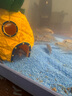 闊庭（KUOTING）魚(yú)缸水族箱生態(tài)桌面魚(yú)缸新款懶人魚(yú)缸生態(tài)造景過(guò)濾制氧一體機(jī)藍(lán)色 曬單實(shí)拍圖
