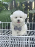 比熊幼犬純種小體比熊犬長不大飛耳比熊茶杯犬活體小型犬家養(yǎng)寵物 血統(tǒng)級 比熊 母 曬單實拍圖