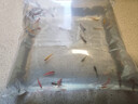 孔雀魚天使魚 純種觀賞魚淡水好養(yǎng)熱帶小型觀賞魚 孔雀魚12條送備損3條【發(fā)15條】 曬單實(shí)拍圖