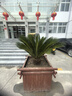 秋芊卉精品鐵樹(shù)大型盆景四季常青公母鐵樹(shù)北方室外地栽盆栽耐寒耐熱樹(shù)苗 球直徑21-22cm（樹(shù)高1.2-1.3m）1顆 曬單實(shí)拍圖