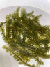 兒童海葡萄綠色魚(yú)子醬即食泡發(fā)小孩吃的新鮮鹽漬海葡萄海洋蔬菜e 海葡萄100g*1袋 曬單實(shí)拍圖