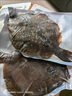 鮮活速凍多寶魚新鮮比目魚大菱鲆海鮮魚類水產(chǎn)冷凍海鮮水產(chǎn)順豐 精選多寶魚2條【單條6兩左右】 曬單實拍圖